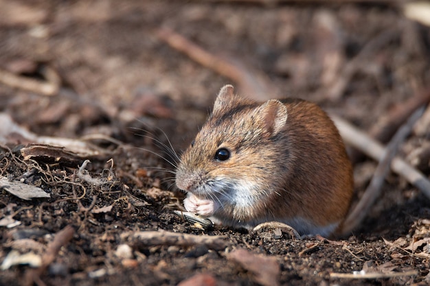 El ratón de campo rayado