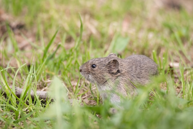 Foto ratón de campo rayado