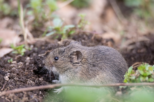 Ratón de campo rayado