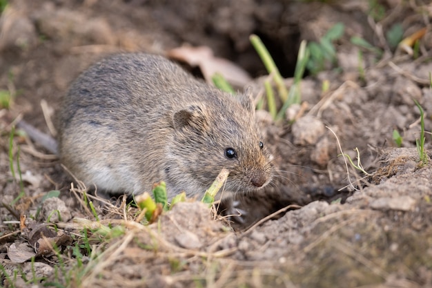 Ratón de campo rayado