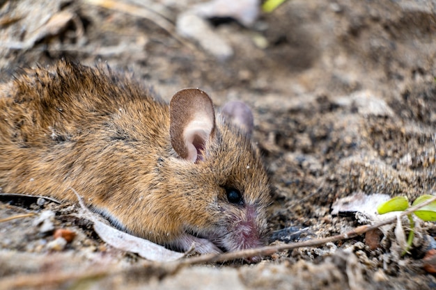 Ratón de campo tratando de enterrarse en el suelo