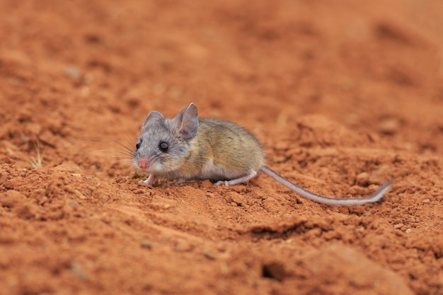 Ratón canguro en el desierto de Utah