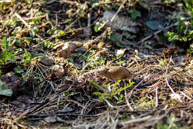 Ratón de cosecha salvaje con franja negra en la espalda corriendo en el suelo del bosque