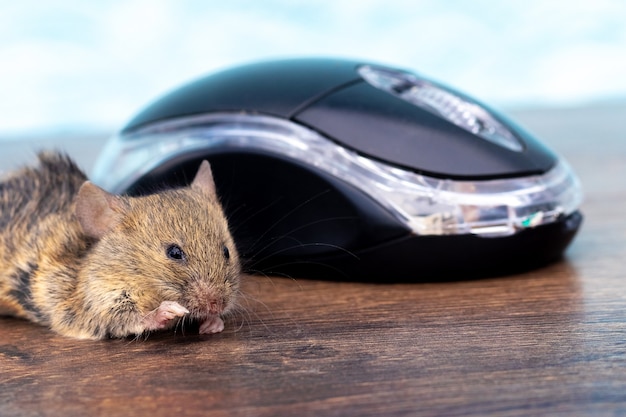 Ratón en un escritorio cerca de un ratón de computadora