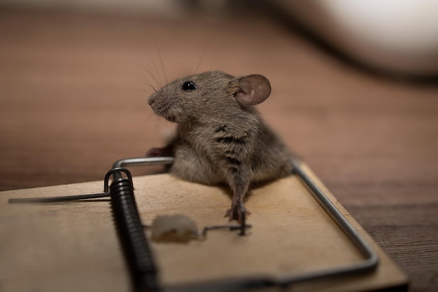 Foto un ratón gris cayó en una trampa para ratones y golpeó