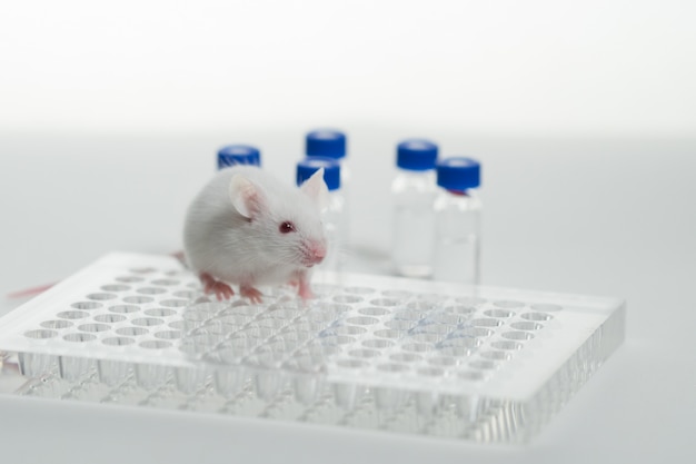 Foto ratón de laboratorio blanco sobre la mesa