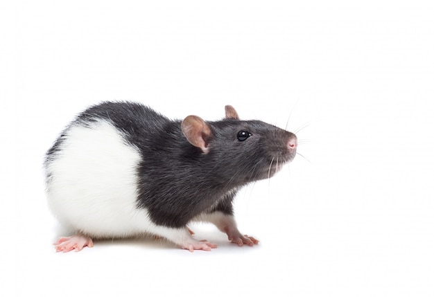 Ratón lindo o rata aislado