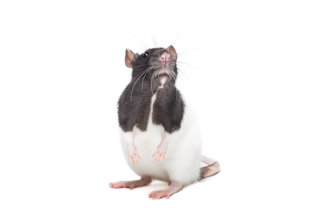 Foto ratón lindo o rata aislado