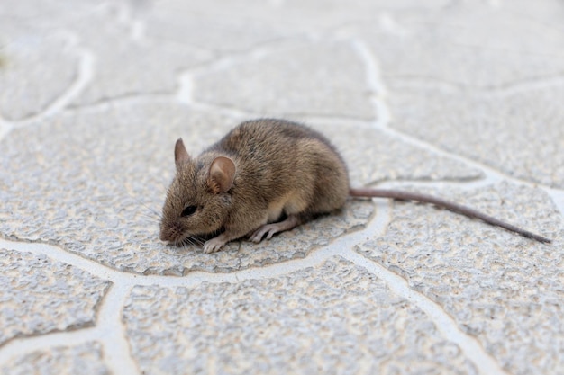 Ratón de primer plano Un ratón doméstico sobre un fondo de cemento