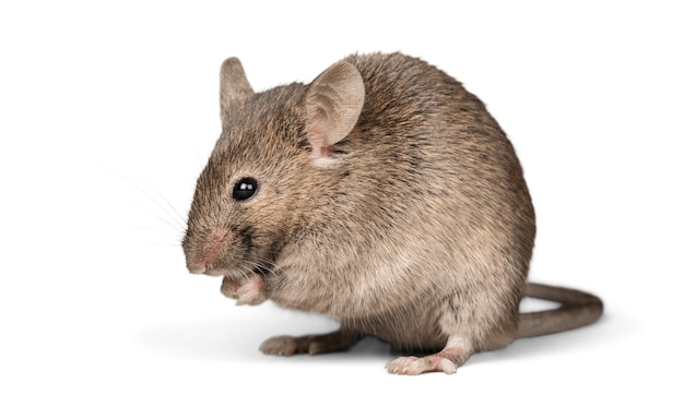 Ratón