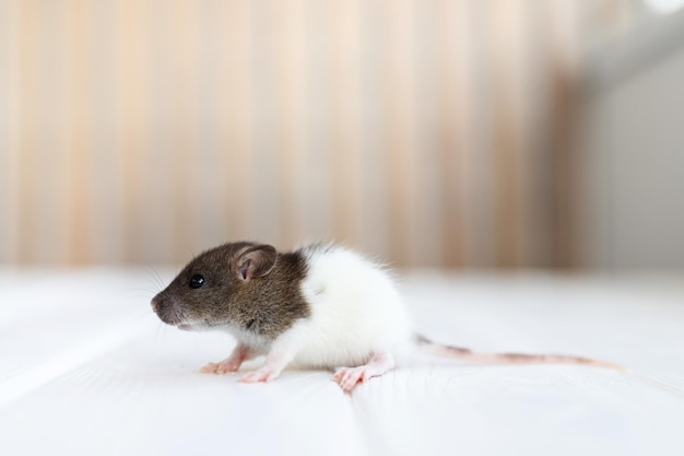 Ratoncito en una mesa de madera blanca