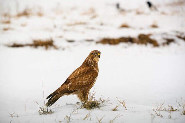 Foto ratonero común buteo buteo en campo de invierno