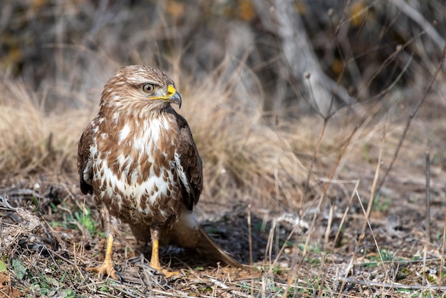 Ratonero común, Buteo buteo, se encuentra en el suelo.