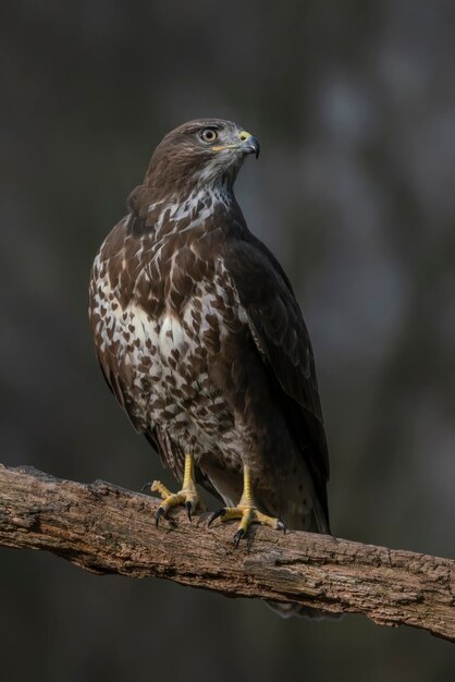 Ratonero común (Buteo buteo) en una rama en el bosque frente a los Países Bajos.