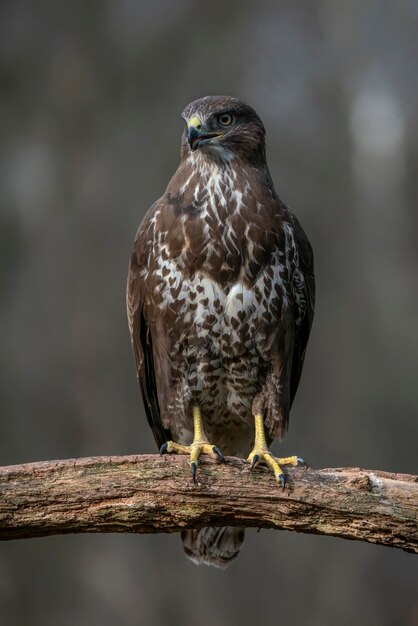 Ratonero común (Buteo buteo) en una rama en el bosque frente a los Países Bajos.