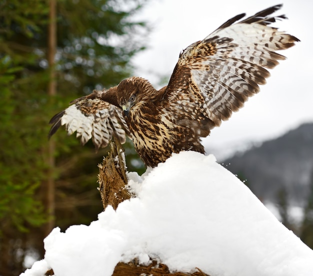 Ratonero común (Buteo buteo) sentado en una rama en invierno.