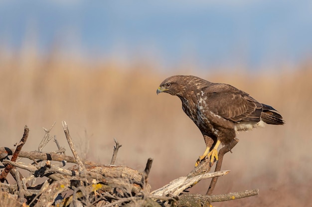 Ratonero común (Buteo buteo) Toledo, España