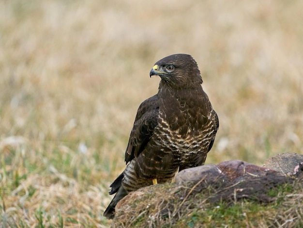 Ratonero Común Buteo buteo