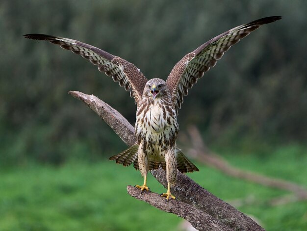 Ratonero Común Buteo buteo