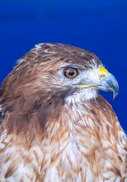 Ratonero común o raptor de aves depredadoras Buteo buteo