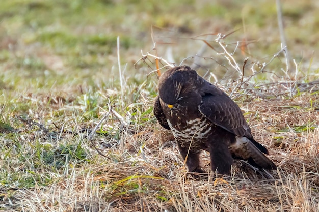 Ratonero común de pie en el suelo Buteo Buteo