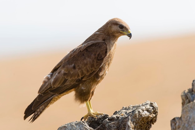 Ratonero común volando Buteo buteo Toledo España