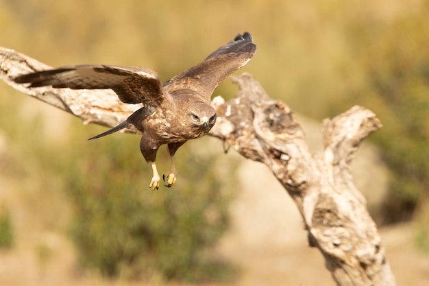 Ratonero común en una zona de bosque mediterráneo de su territorio con las primeras luces del día