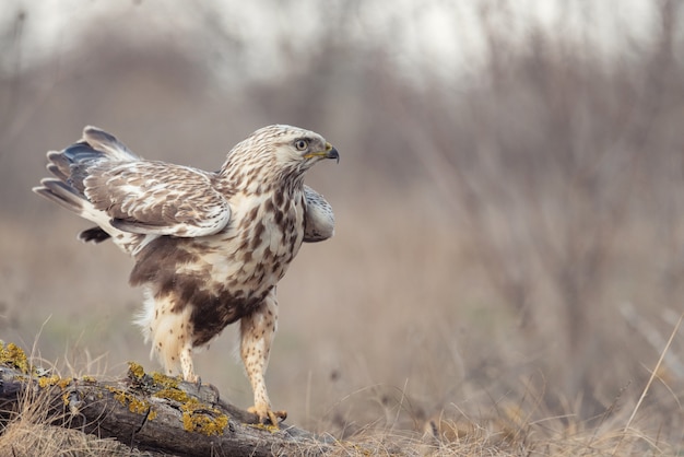 Ratonero de patas ásperas, Buteo lagopus, se alza sobre una rama rota