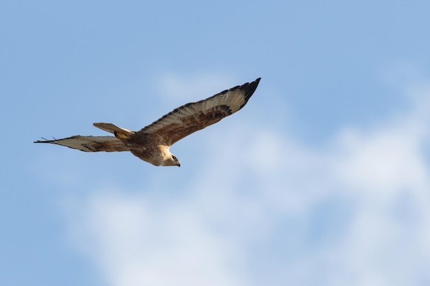 Ratonero de patas largas Buteo rufinus en vuelo, contra el cielo