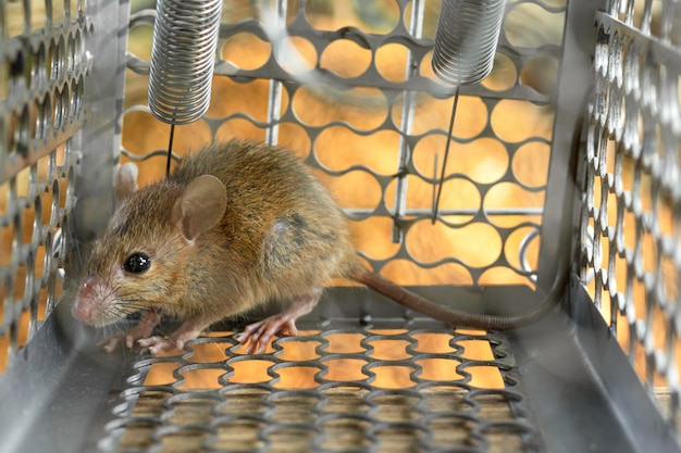 Ratones atrapados en una jaula de trampa. dentro de trampas para ratas.