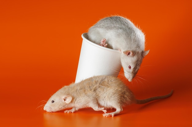 Ratos com um copo de papel Rato ao lado do café Retrato de uma praga Rodentes isolados em fundo laranja para letras e cabeçalho
