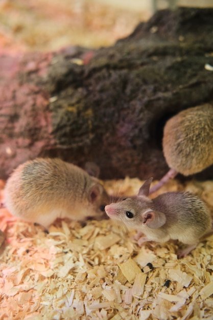 Foto ratos domésticos em terrário sob lâmpada roxa para mantê-los aquecidos