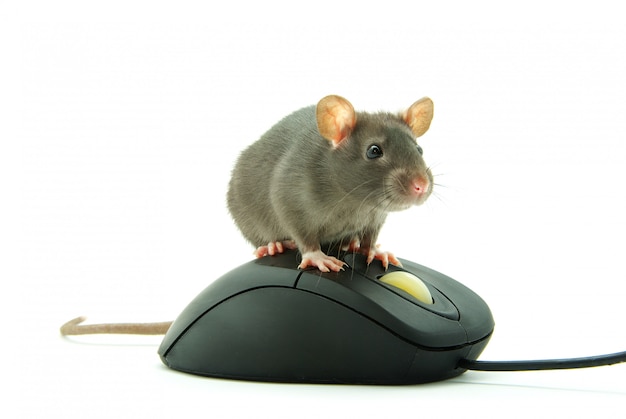 Ratte auf Computermaus