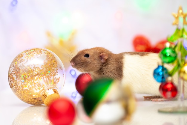 Ratte, die an bunten Weihnachtsdekorationen sitzt. Glaskugeln und kleiner Weihnachtsbaum