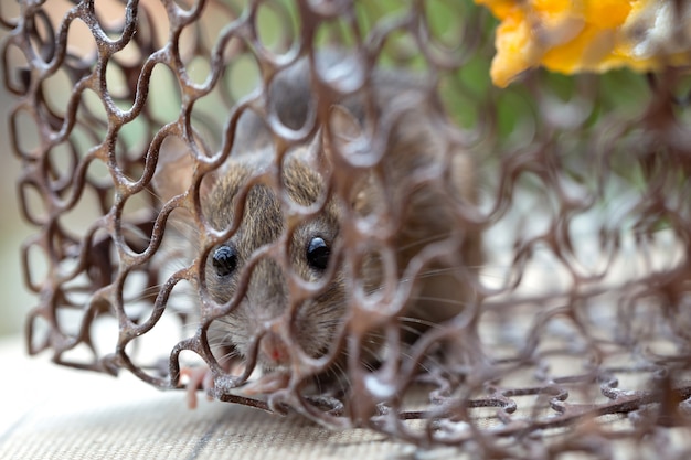 Foto ratte im käfig