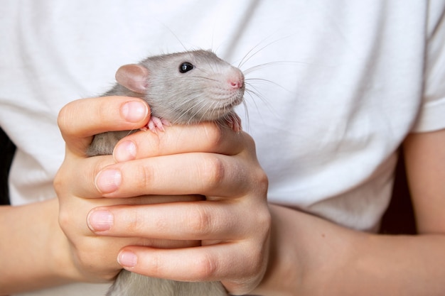 Ratte in den Händen eines Kindes