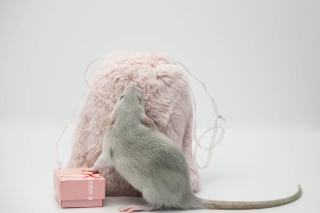 Ratte in der Nähe einer rosa Pelztasche und einer rosa Geschenkbox