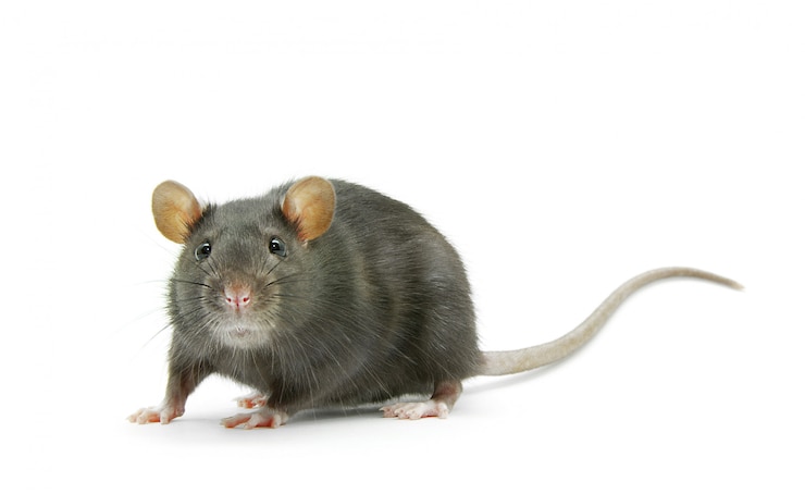 Foto ratte isoliert