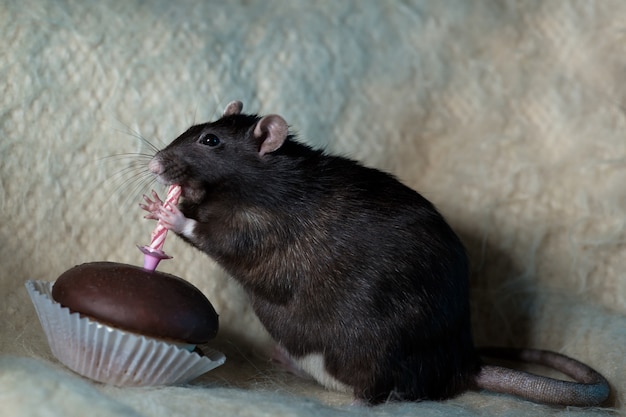 Ratte ist Kuchen