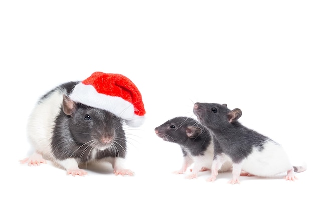 Ratte mit Weihnachtskugel auf isoliertem weißem Hintergrund