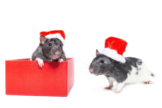 Ratte mit Weihnachtskugel auf isoliertem weißem Hintergrund