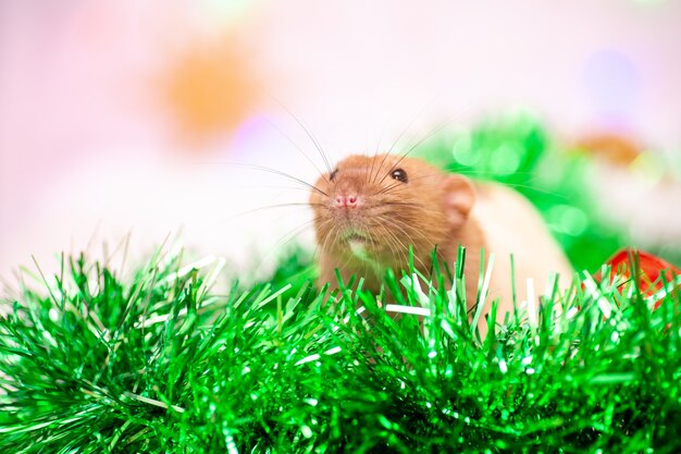 Ratte sitzt an bunten Weihnachtsdekorationen