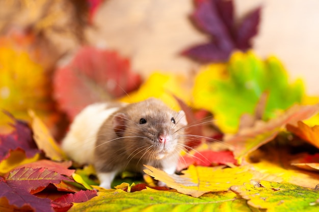 Ratte sitzt auf bunten Herbstblättern