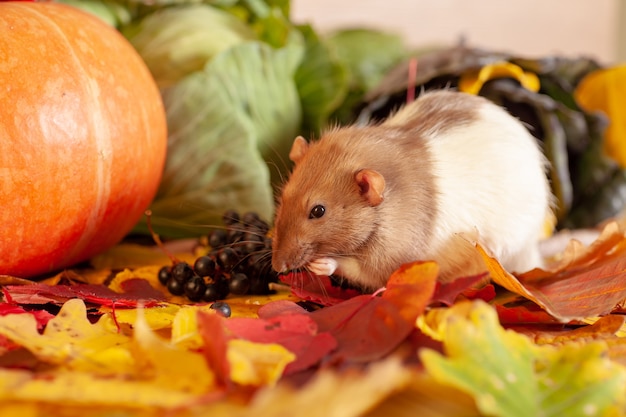 Ratte sitzt im Herbstlaub und isst etwas