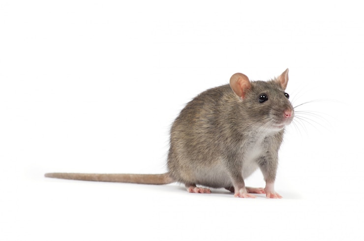 Foto ratte tier