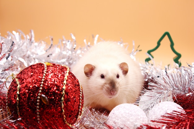 Ratte unter Weihnachtsspielzeug. Frohes neues Jahr. Jahr der Ratte