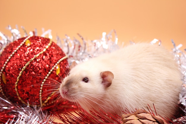 Ratte unter Weihnachtsspielzeug