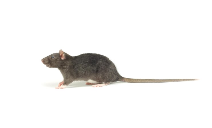 Foto ratte