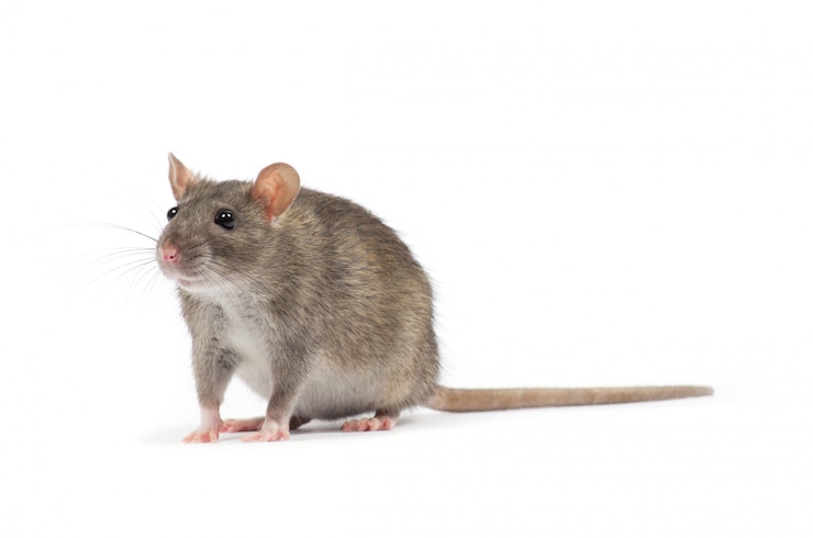 Foto ratte