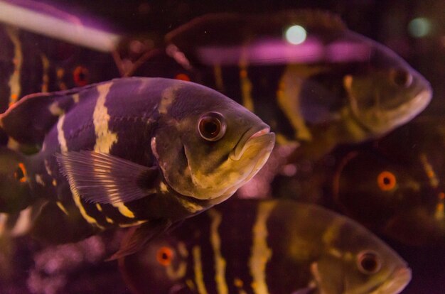 Raubfisch Nahaufnahme der Art Astronotus Okellatus